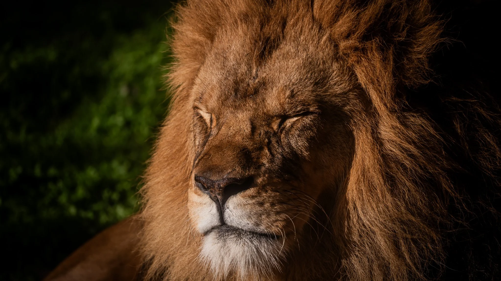 Lion - Melbourne Zoo