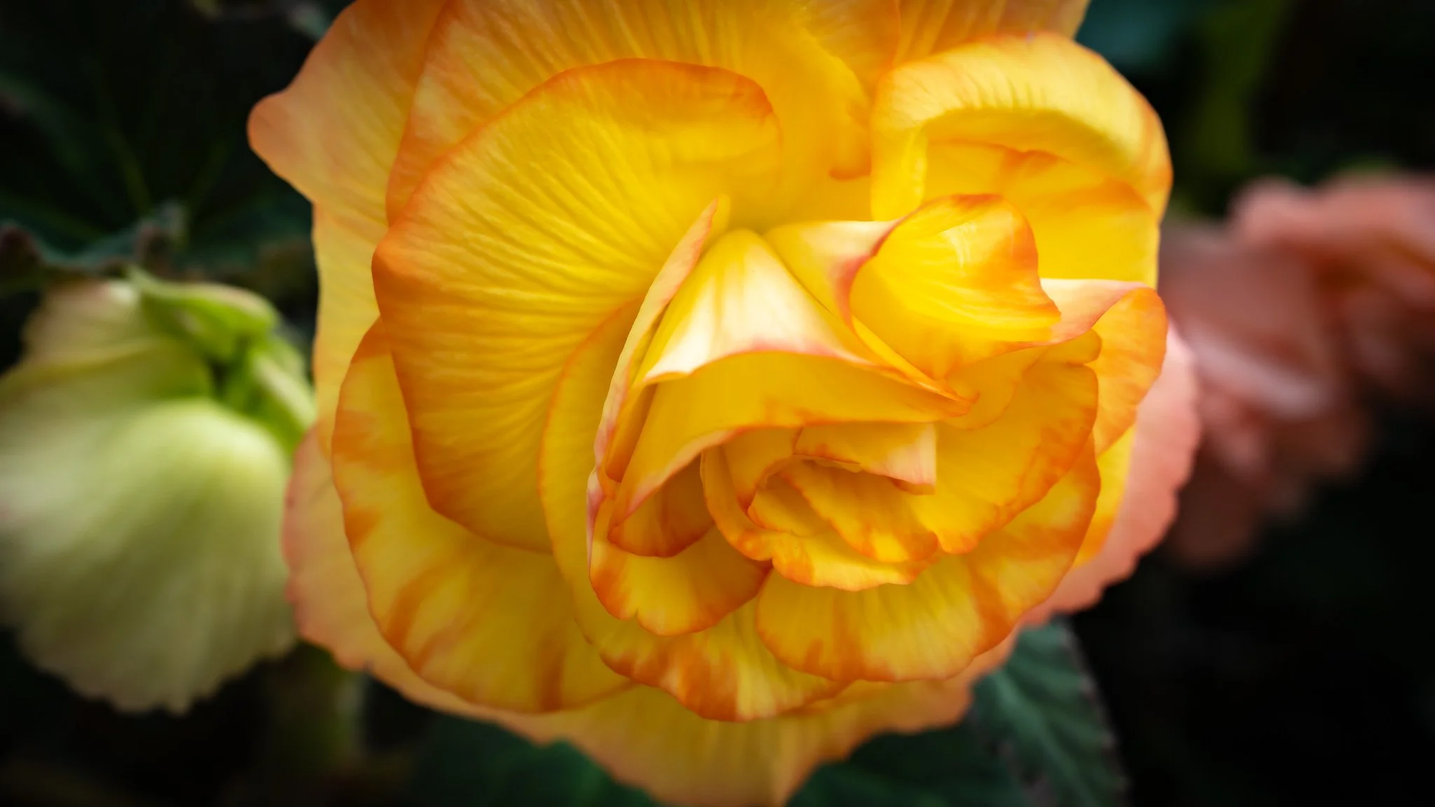 Flowers - Ballarat Botanical Garden