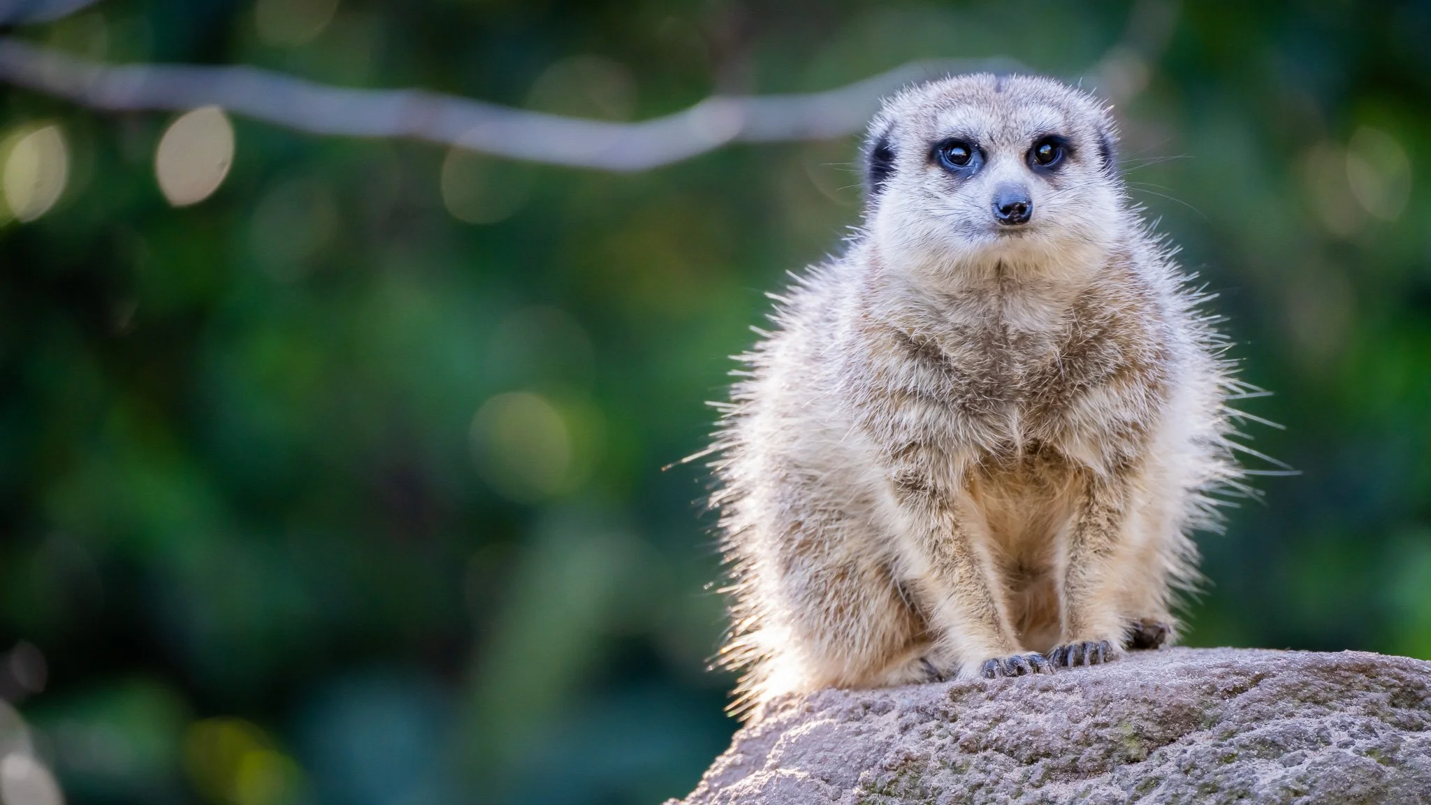 Meerkat - Melbourne Zoo