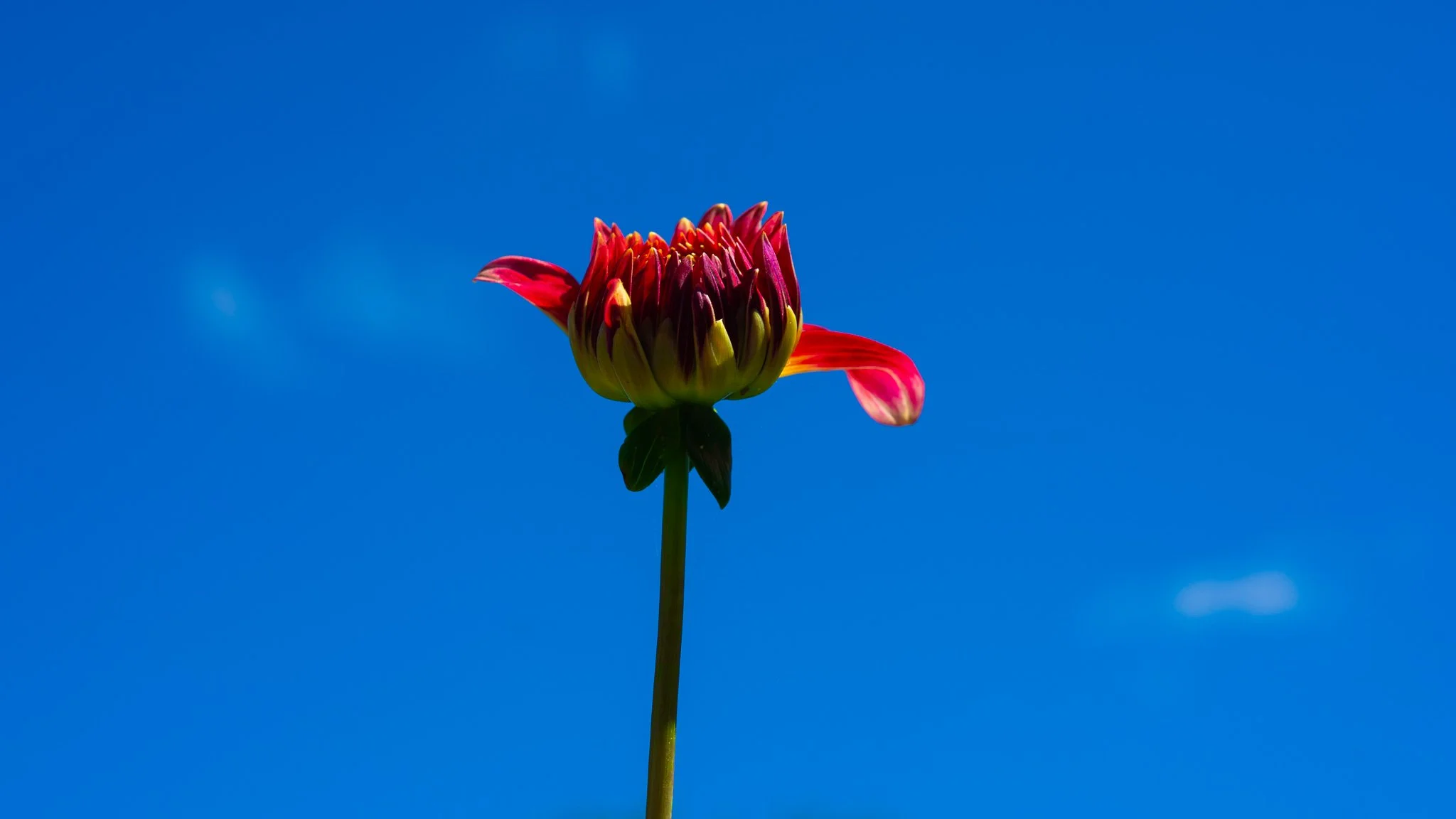 Flowers - Ballarat Botanical Garden