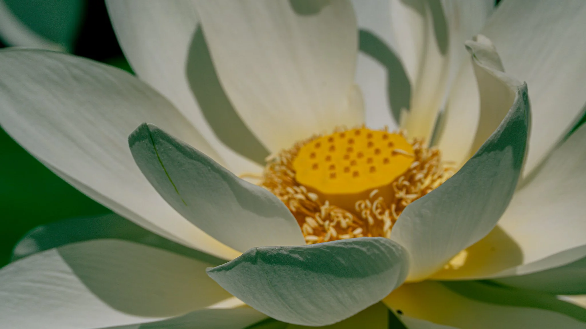 White lotus flower
