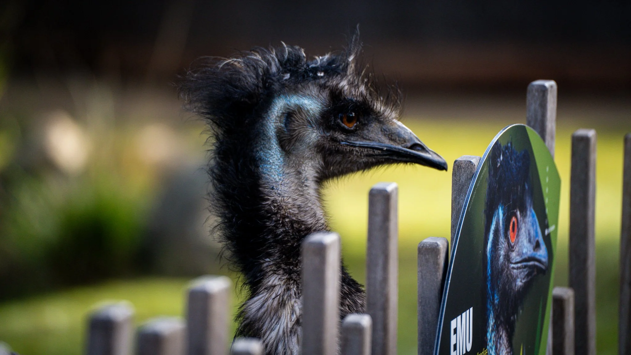 Emu - Melbourne Zoo