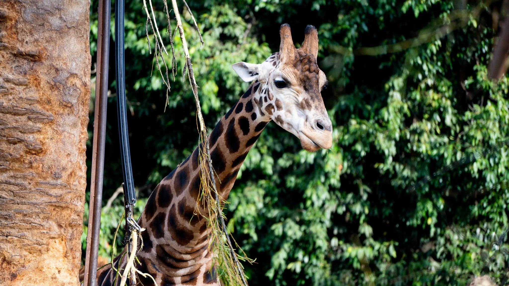 Giraffe - Melbourne Zoo