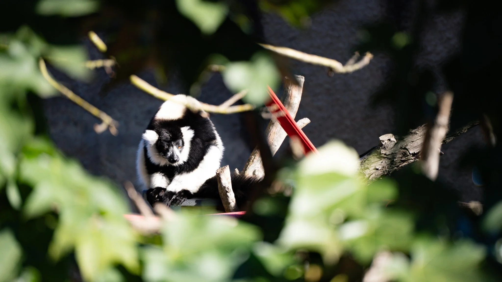 Black & White Ruffed Lemur - Melbourne Zoo