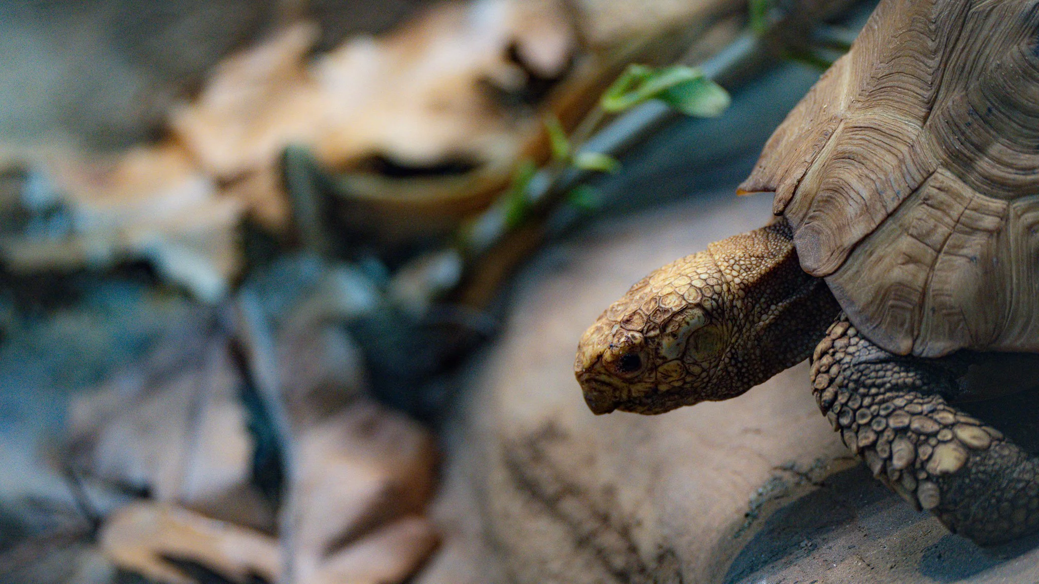 Turtle - Melbourne Zoo