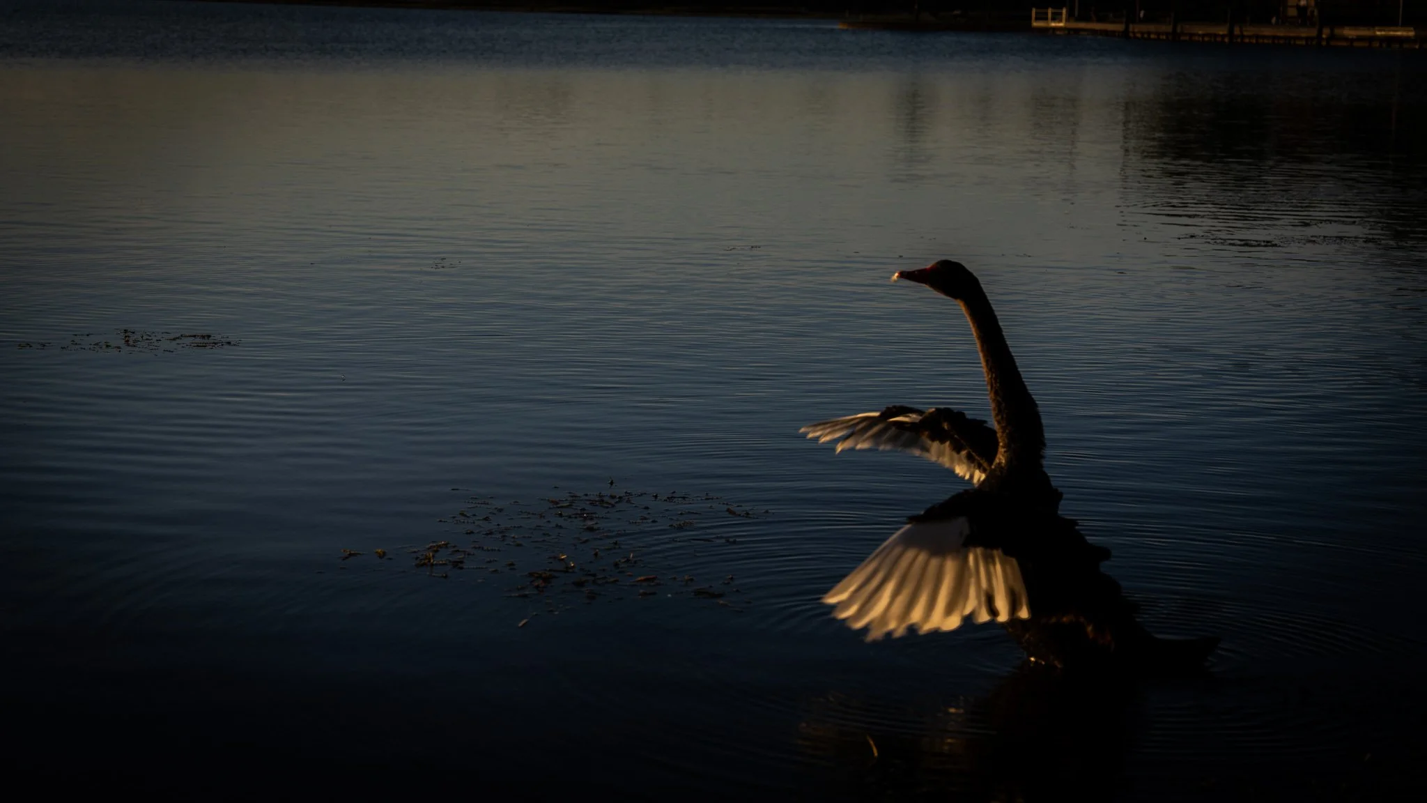 Lake Wendouree