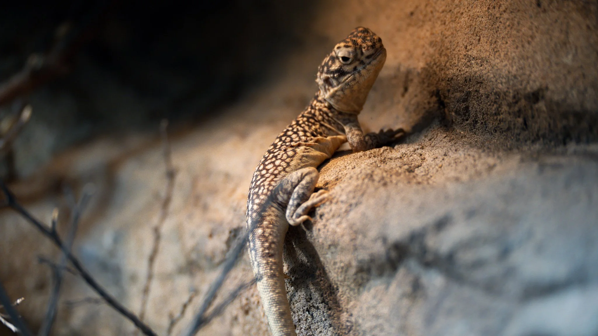 Gecko - Melbourne Zoo