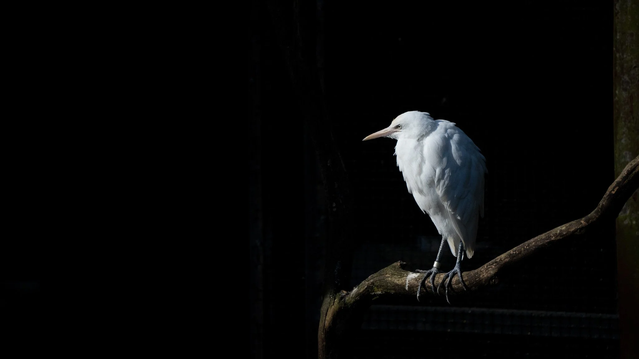 Egret - Melbourne Zoo