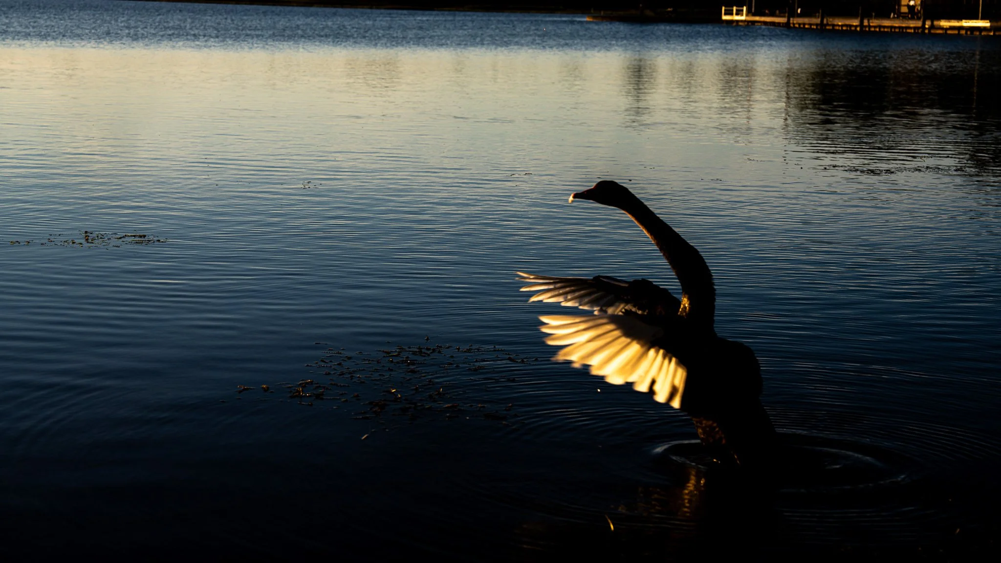 Lake Wendouree