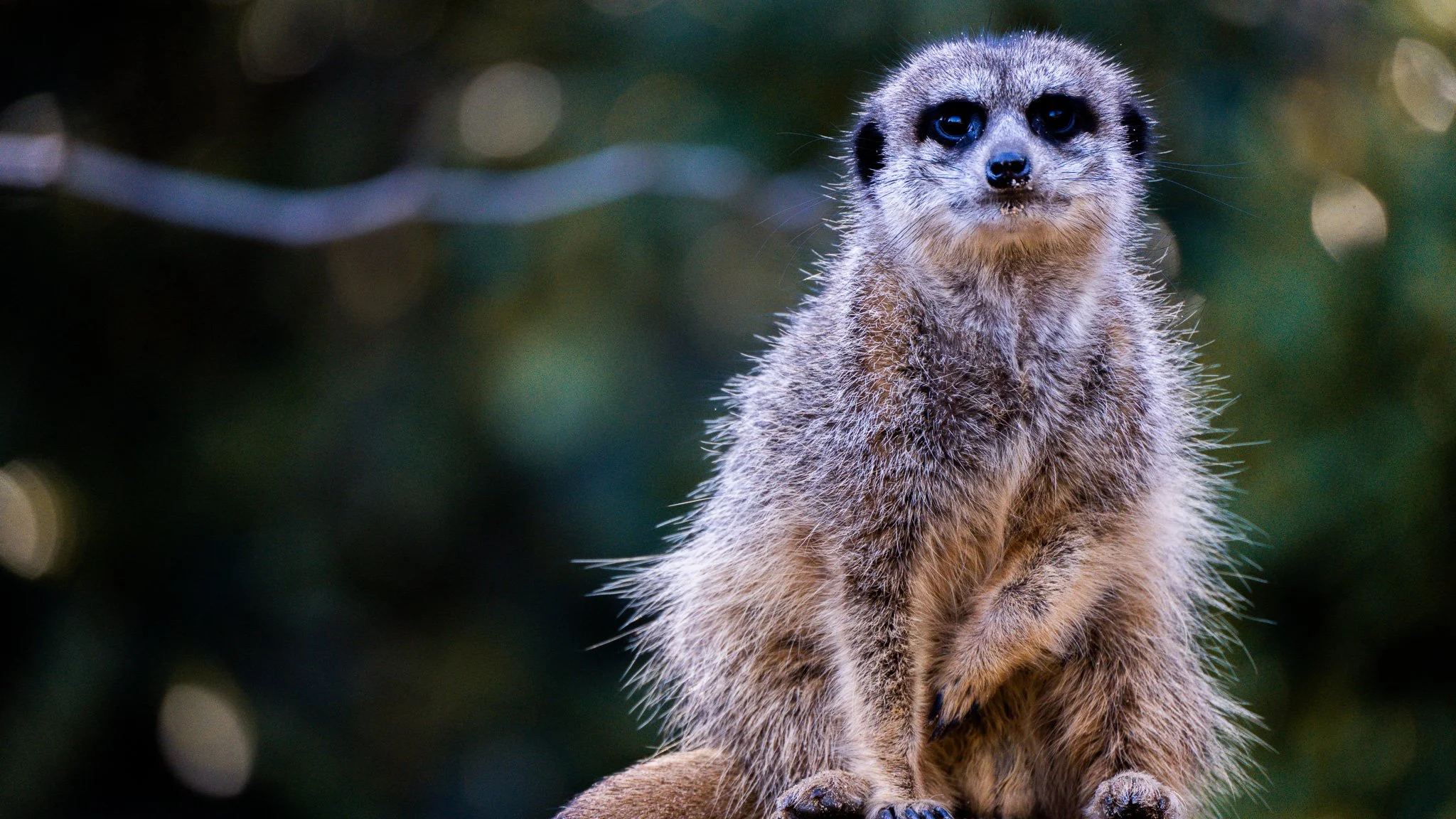 Meerkat - Melbourne Zoo