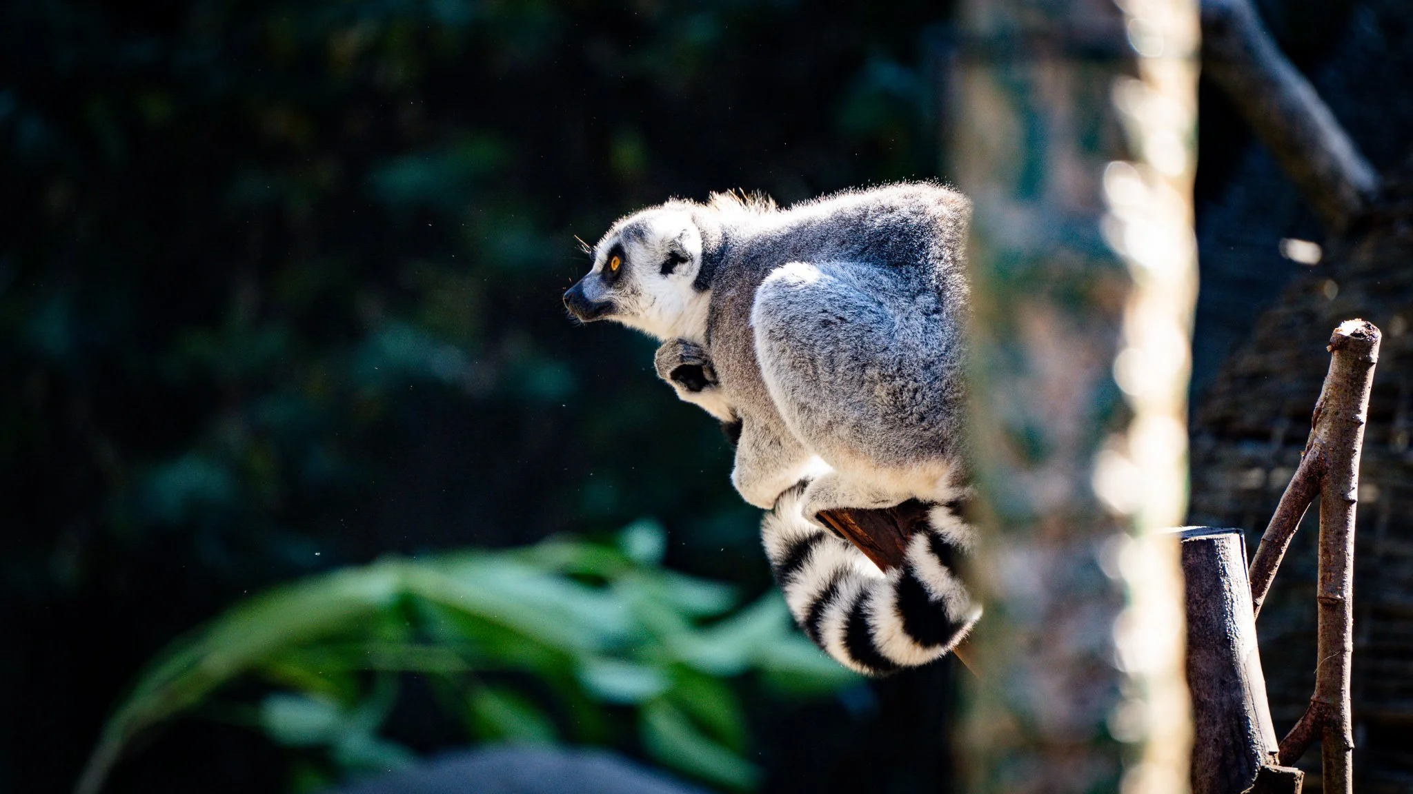 Ring-tailed Lemur - Melbourne Zoo