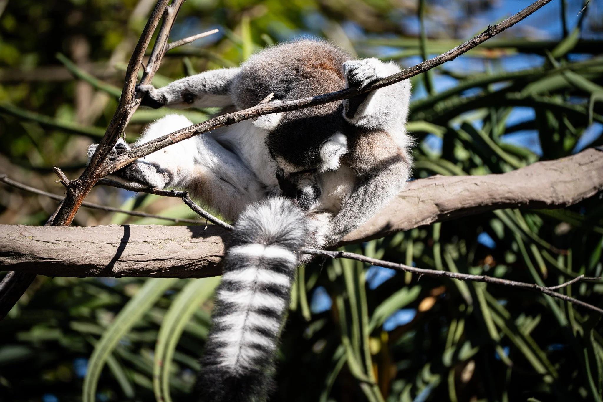Lemur at sun bathing position at Melbourne Zoo
