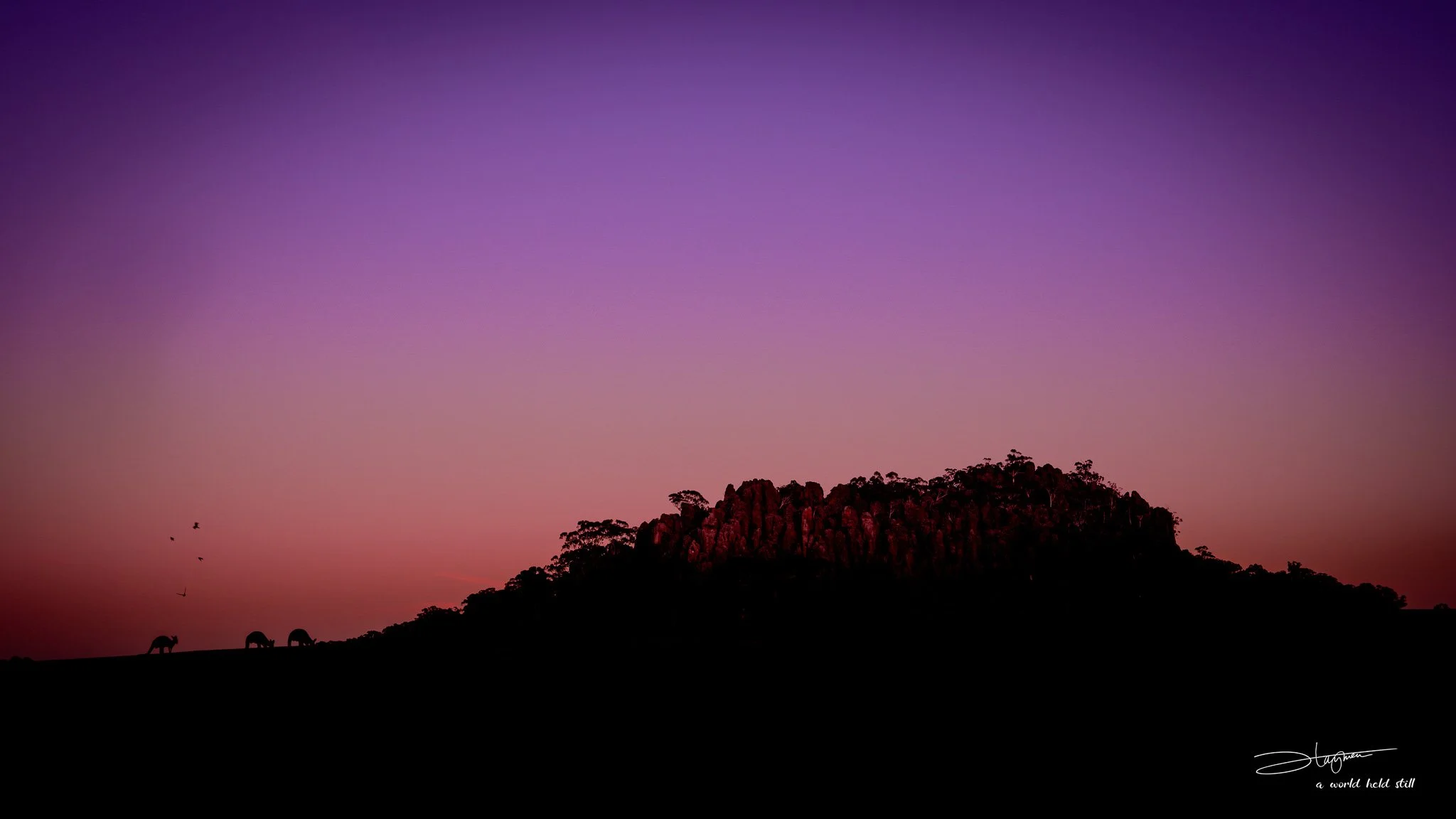 Hanging Rock at Dawn with Kangaroos | Mt Macedon, Victoria