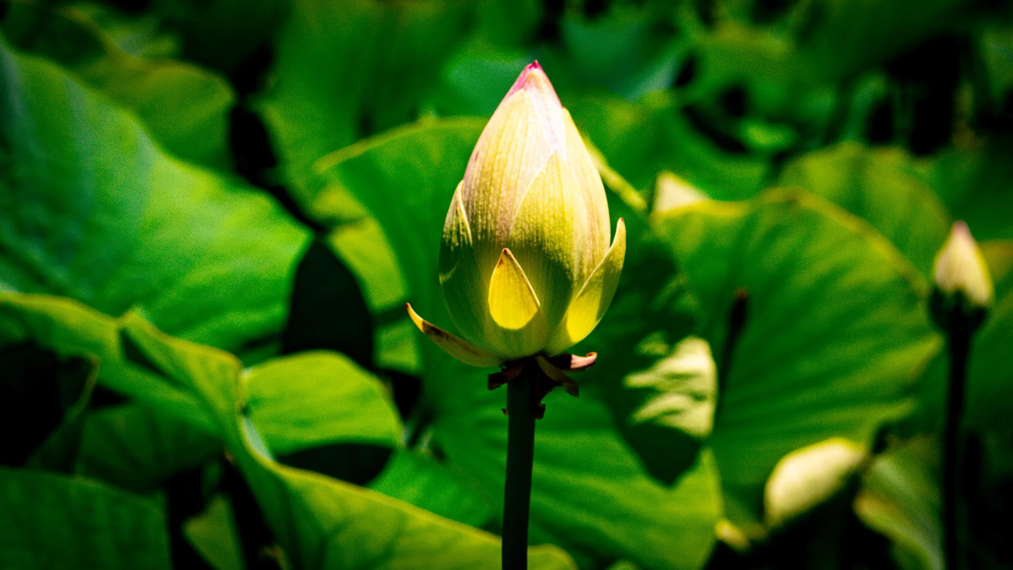 A single lotus bud
