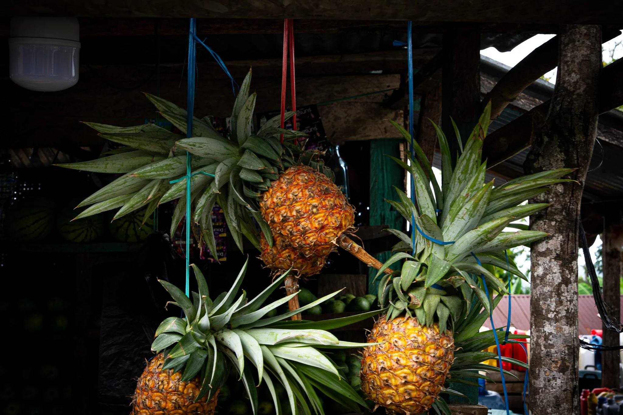 Fruits at Trans Flores Road