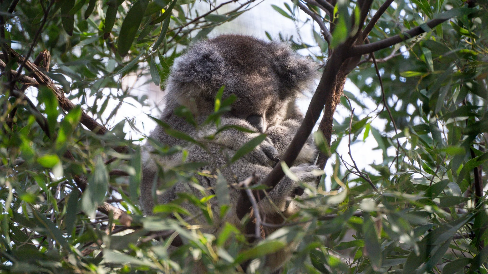 Koala - Melbourne Zoo