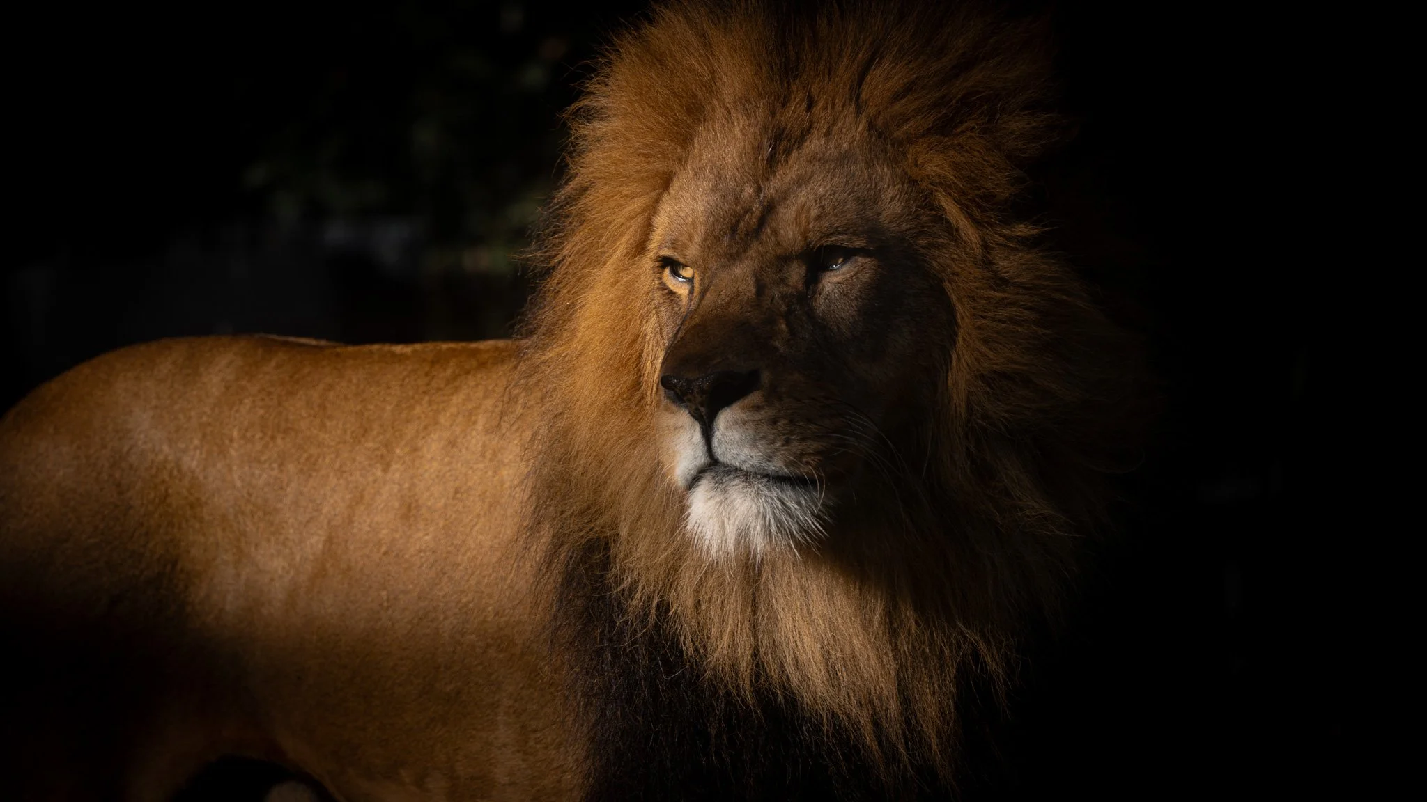 Lion - Melbourne Zoo