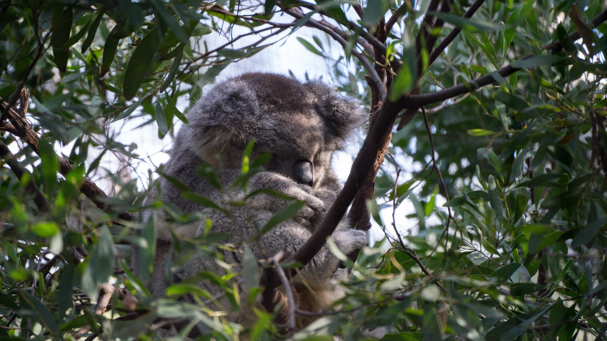 Koala - Melbourne Zoo
