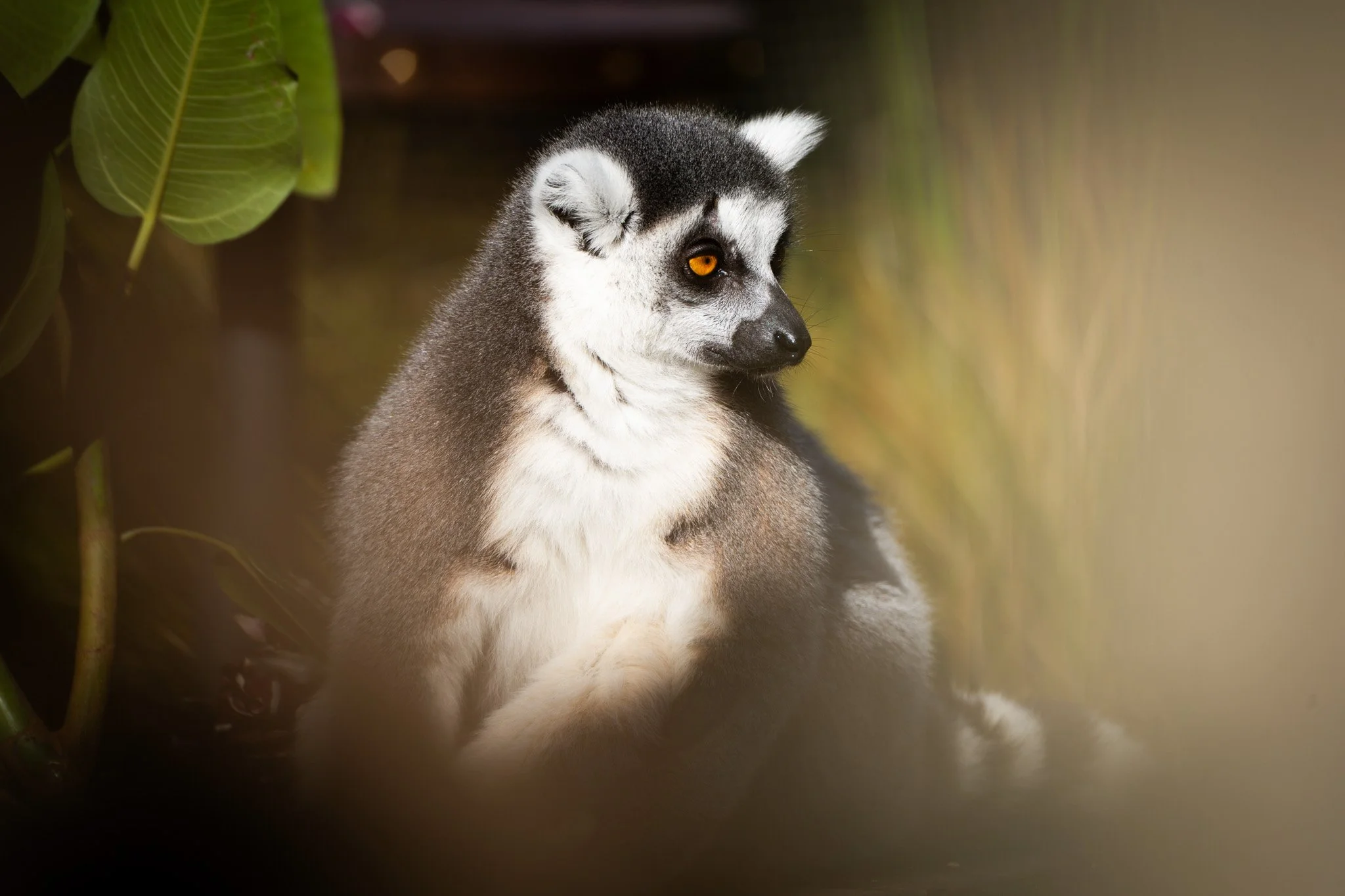 Lemur with its distinctive yellow iris at Melbourne Zoo