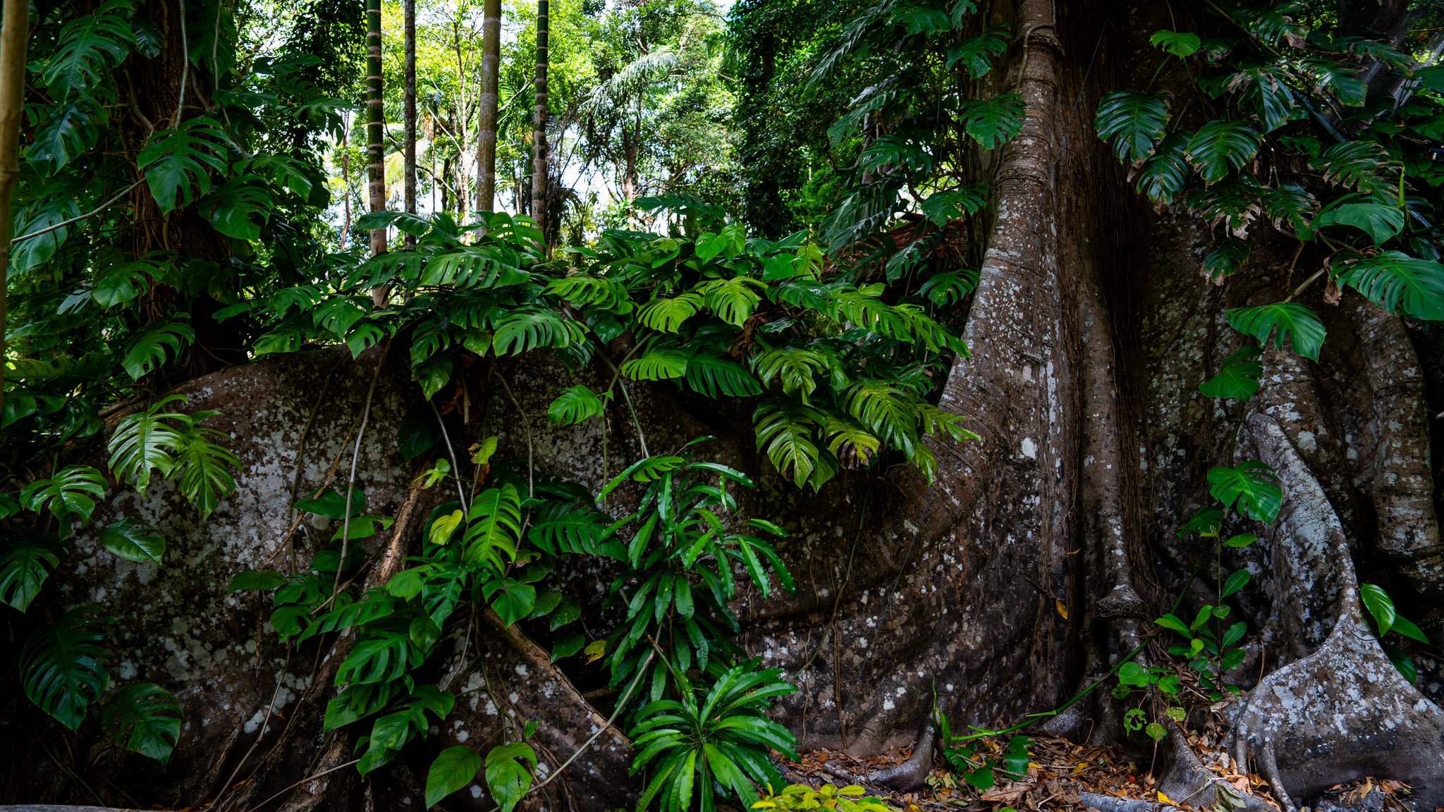 Tree Root - Benu