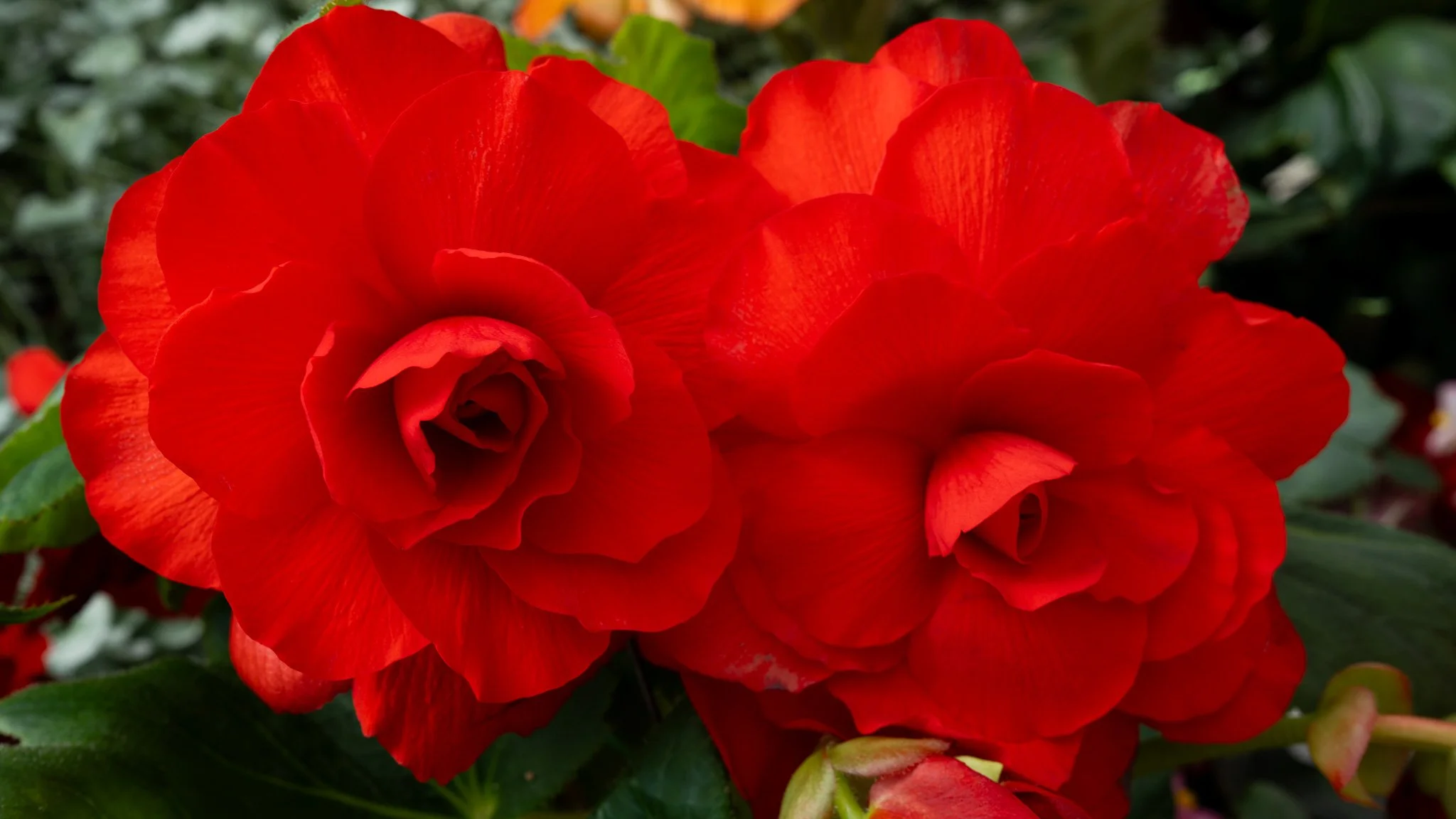 Flowers - Ballarat Botanical Garden
