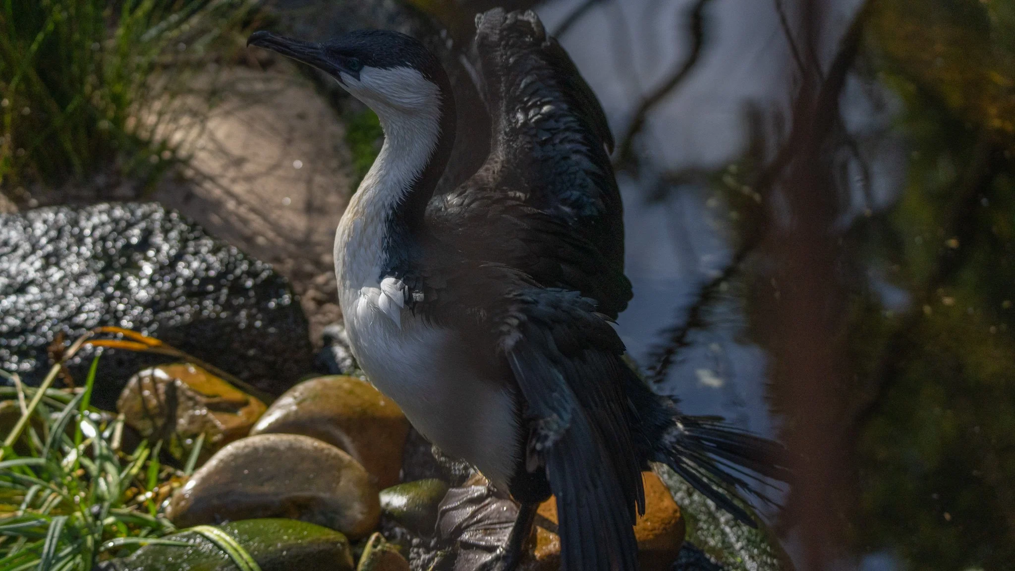 Cormorant - Melbourne Zoo