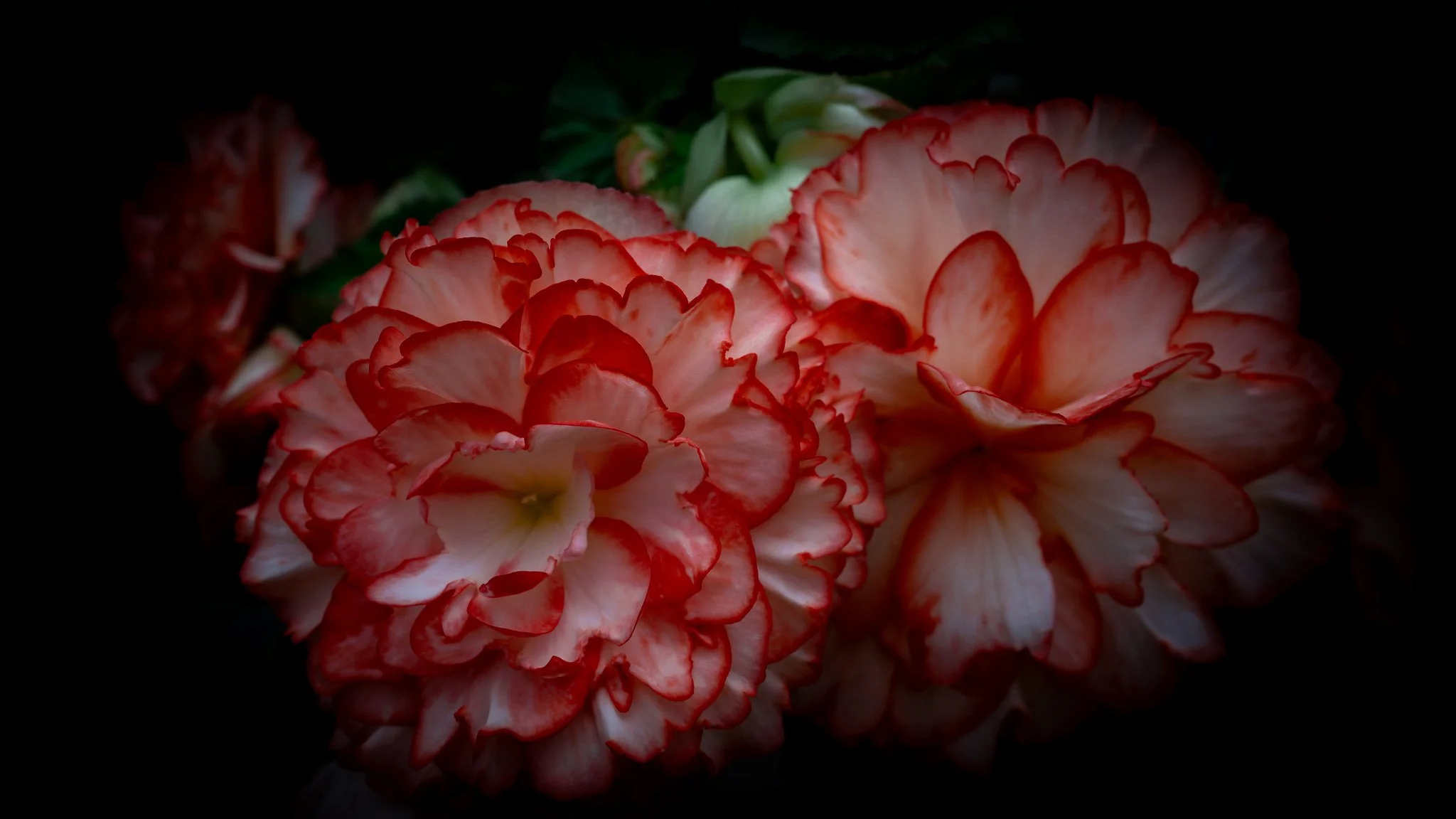 Flowers - Ballarat Botanical Garden