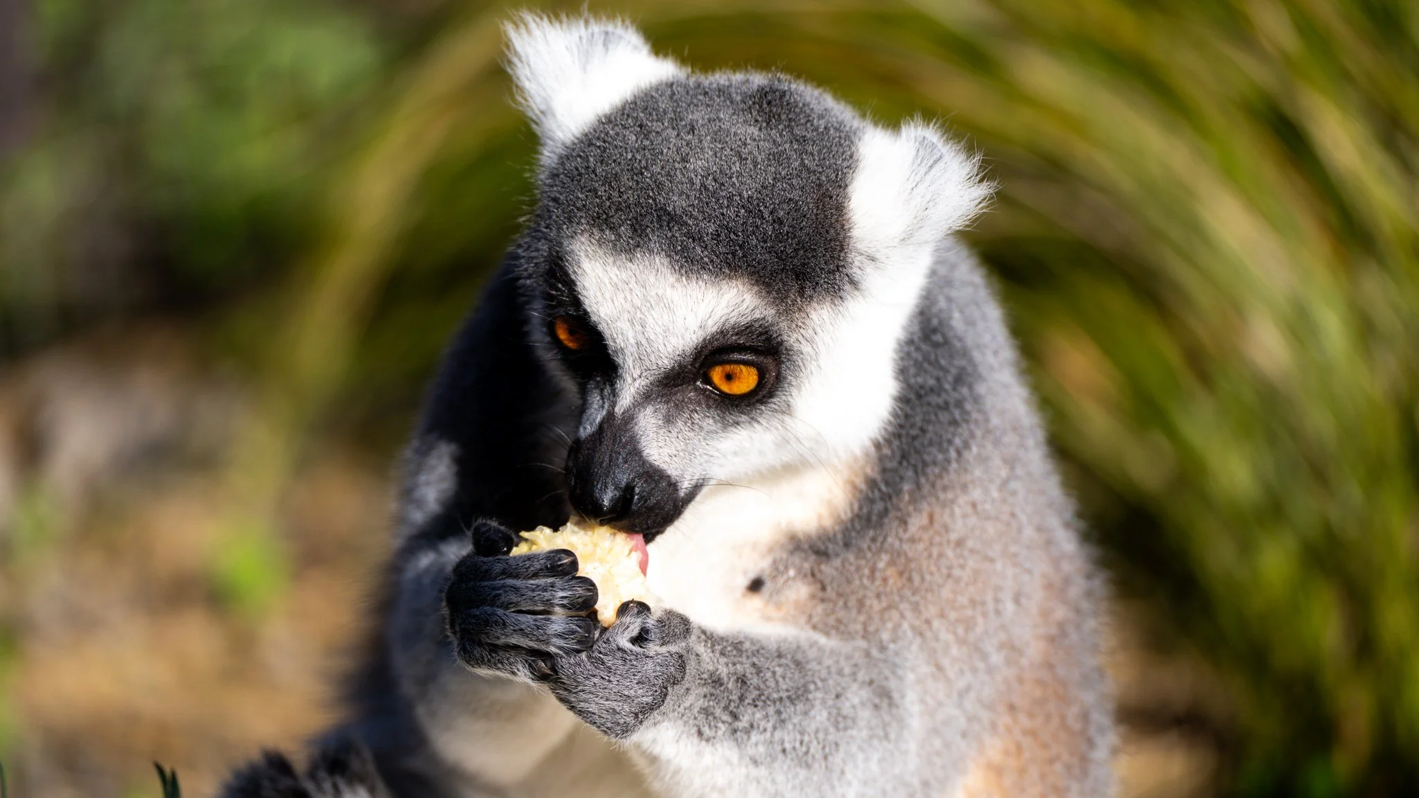 Ring-tailed Lemur - Melbourne Zoo