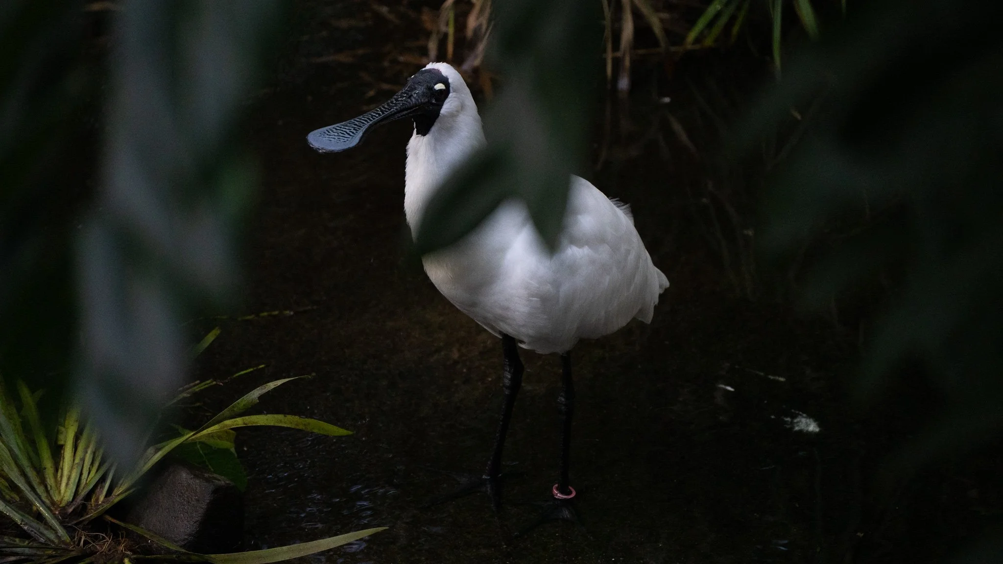 Royal Spoonbill - Melbourne Zoo