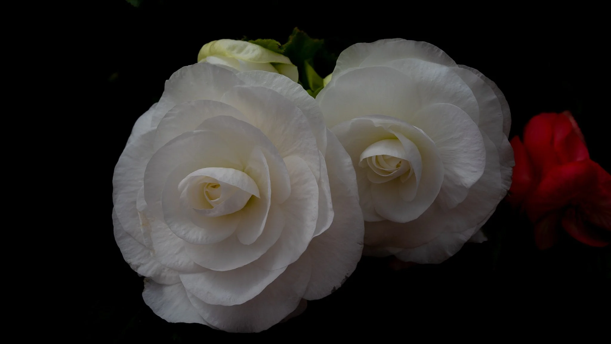 Flowers - Ballarat Botanical Garden