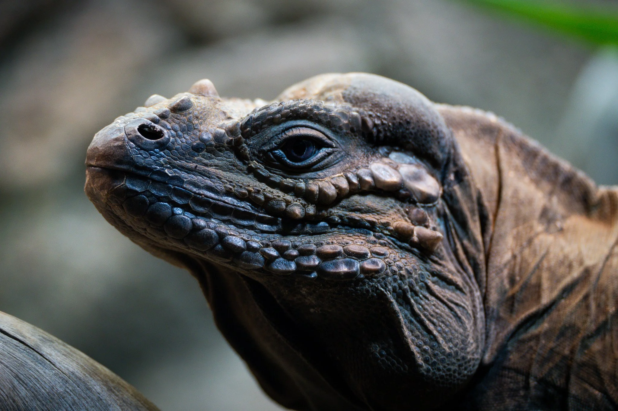 The profile of iguana face at Melbourne Zoo