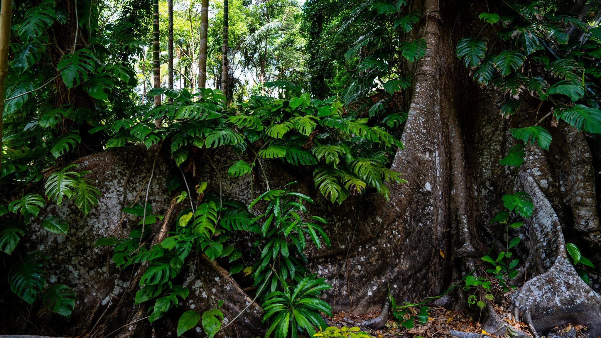 Tree root - Benu