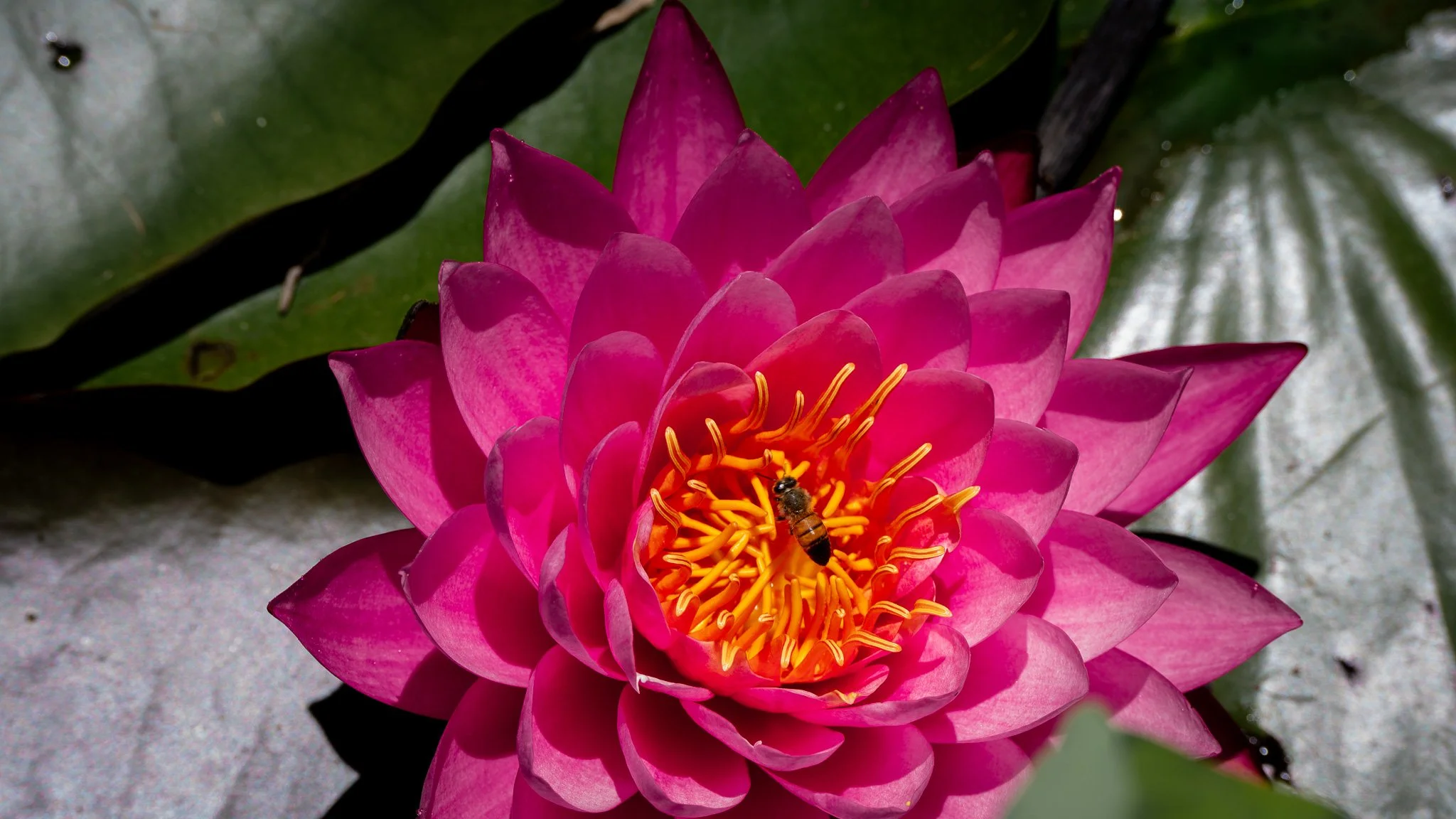 A bee hovering on red lotus flower