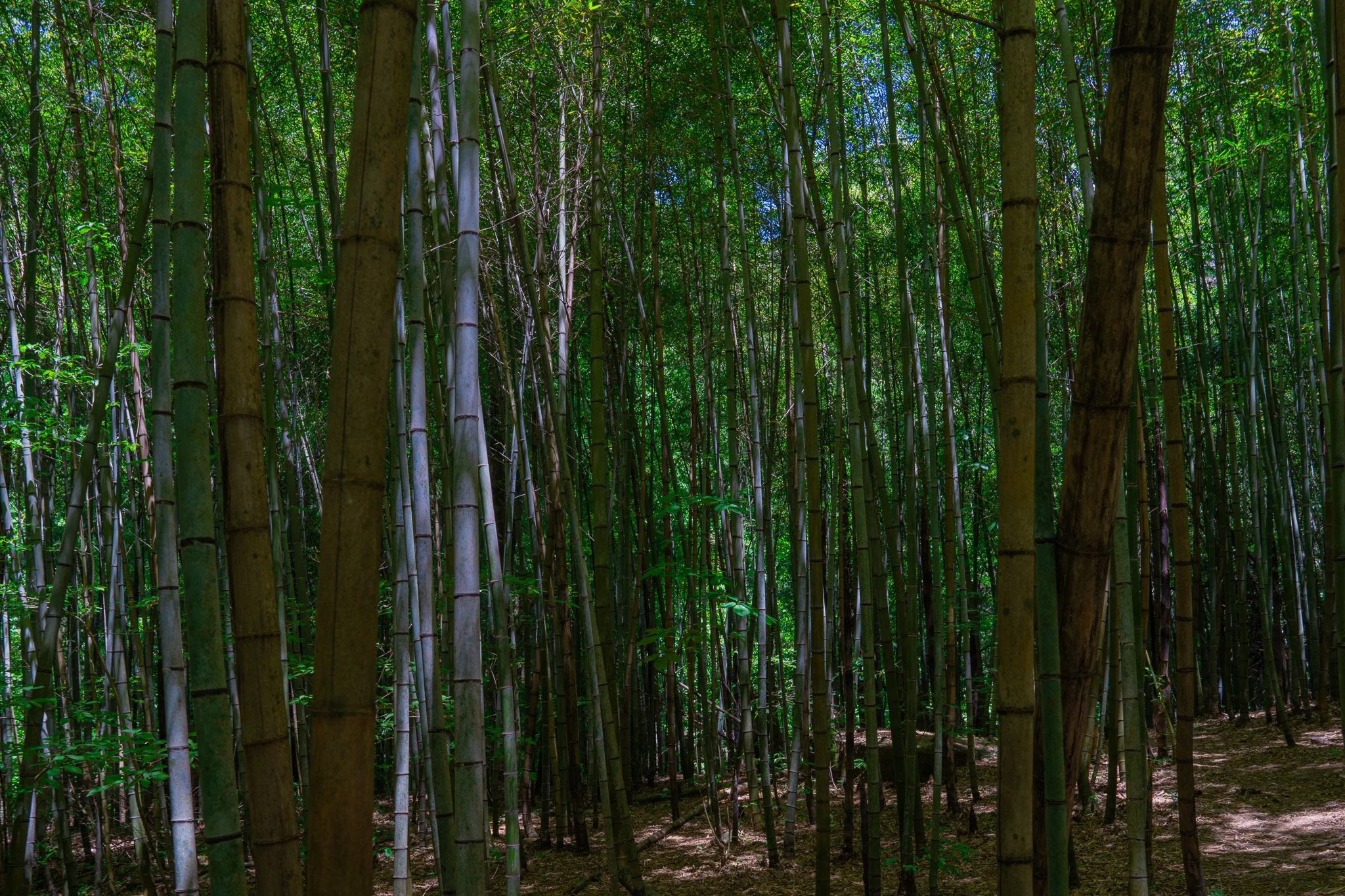 Bamboo forest at Naksando Trail
