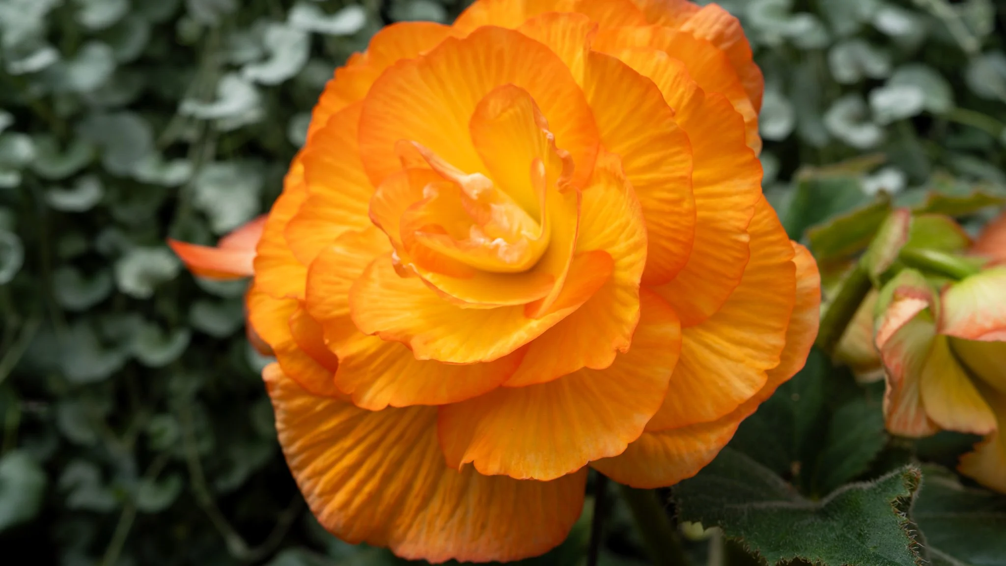 Flowers - Ballarat Botanical Garden