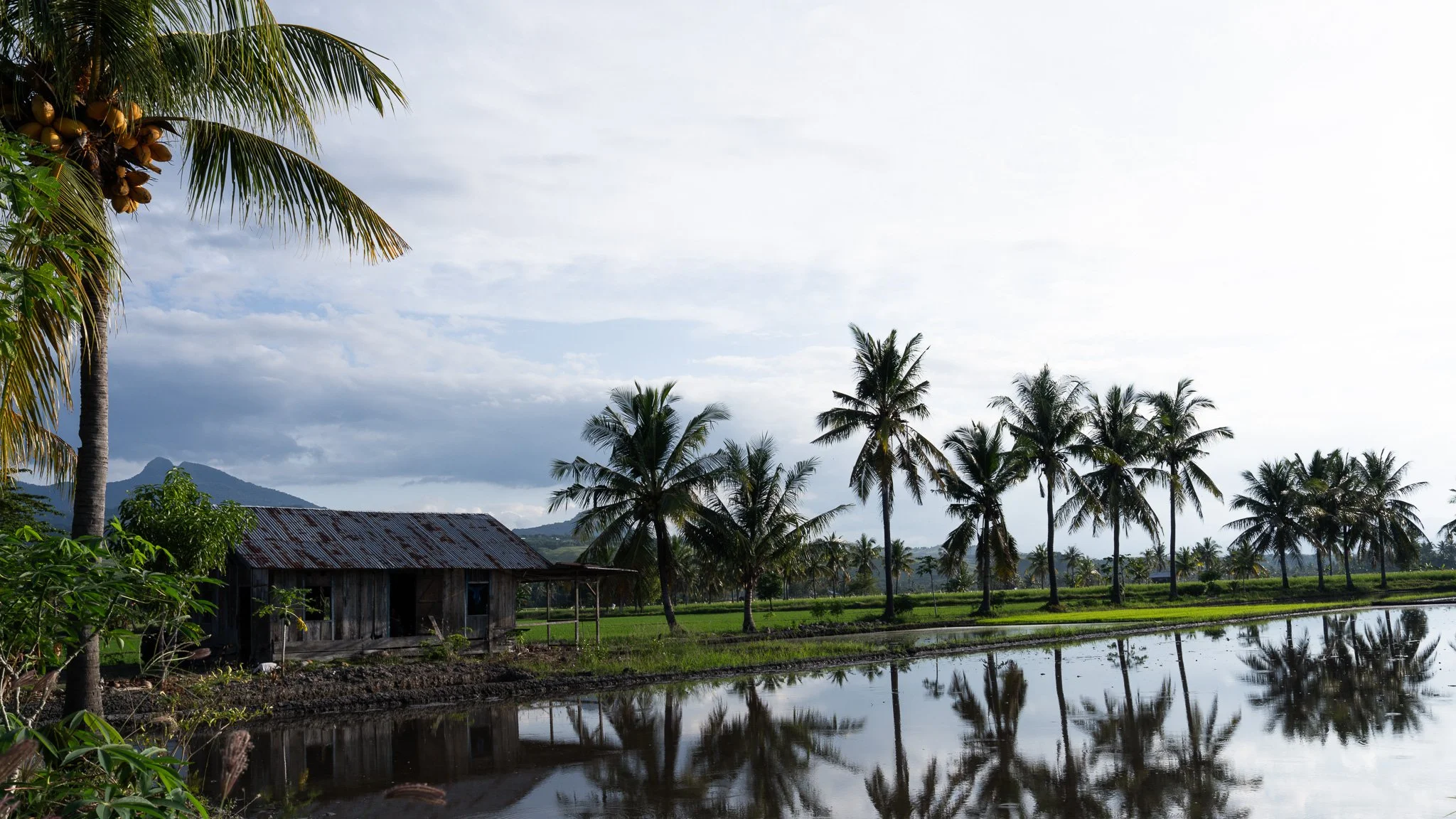 Rice paddies at Mbay