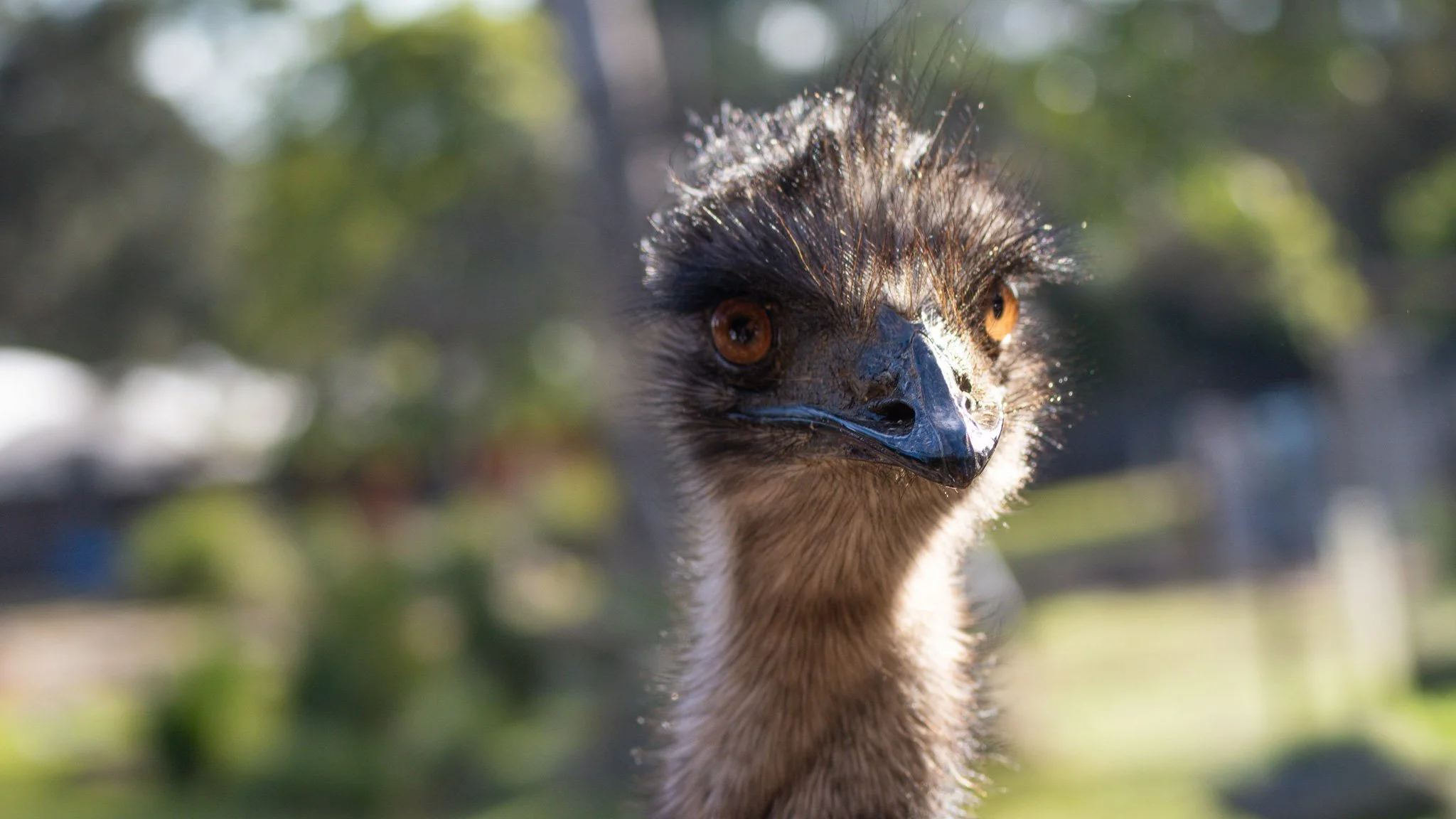 Emu - Melbourne Zoo