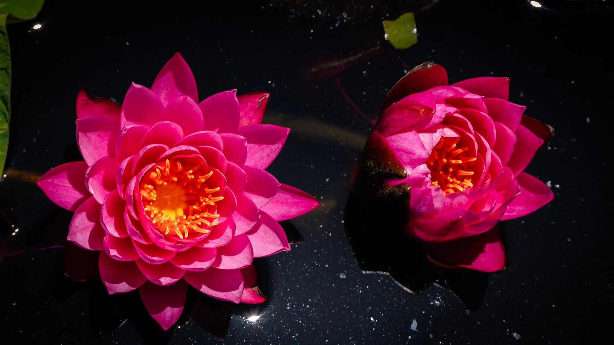 Red Lotus flowers