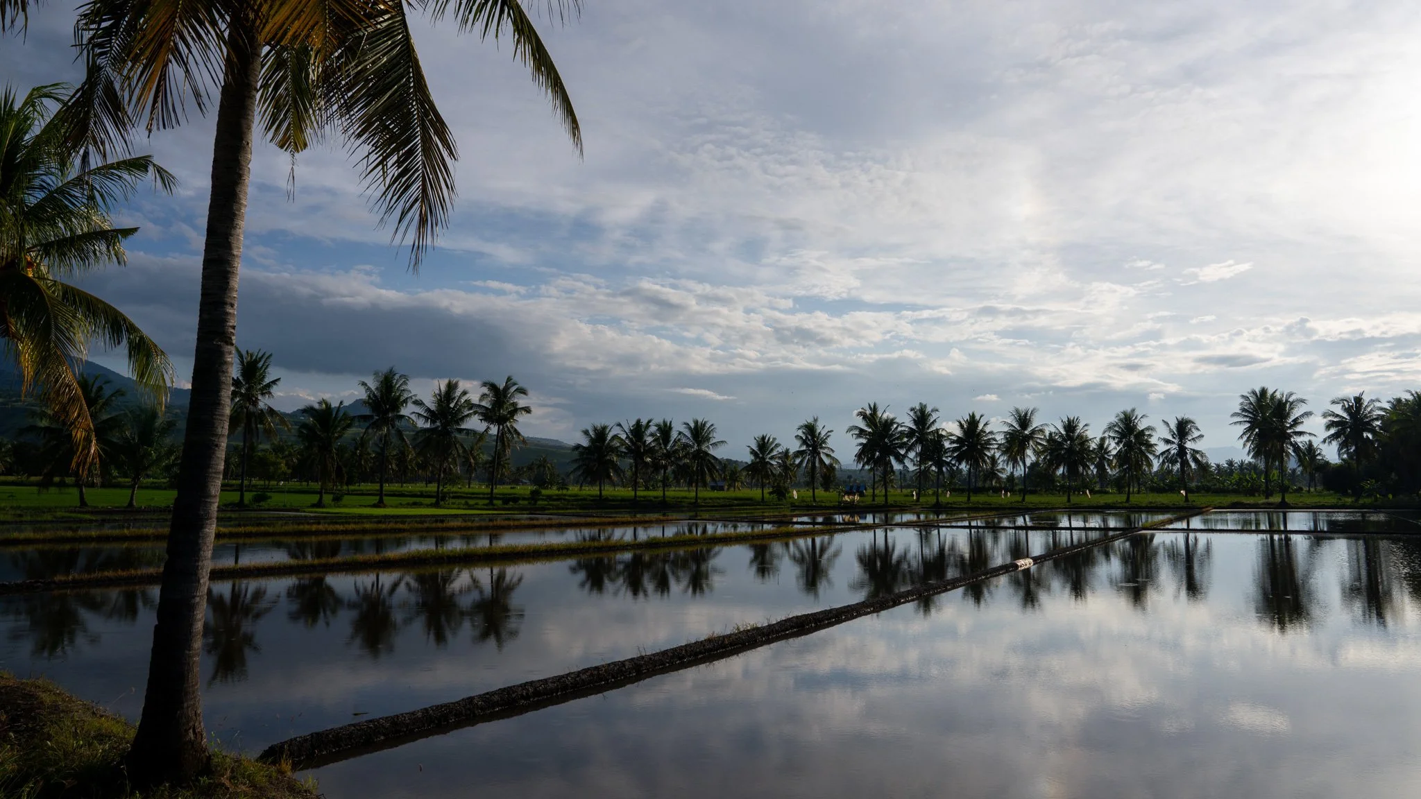 Rice paddies at Mbay