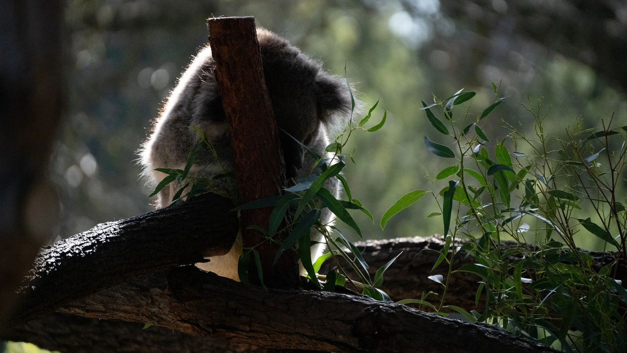 koala - Melbourne Zoo