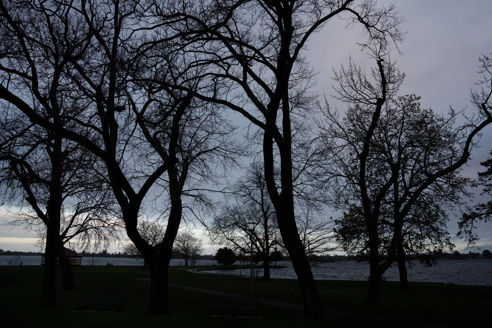 Bare trees in winter