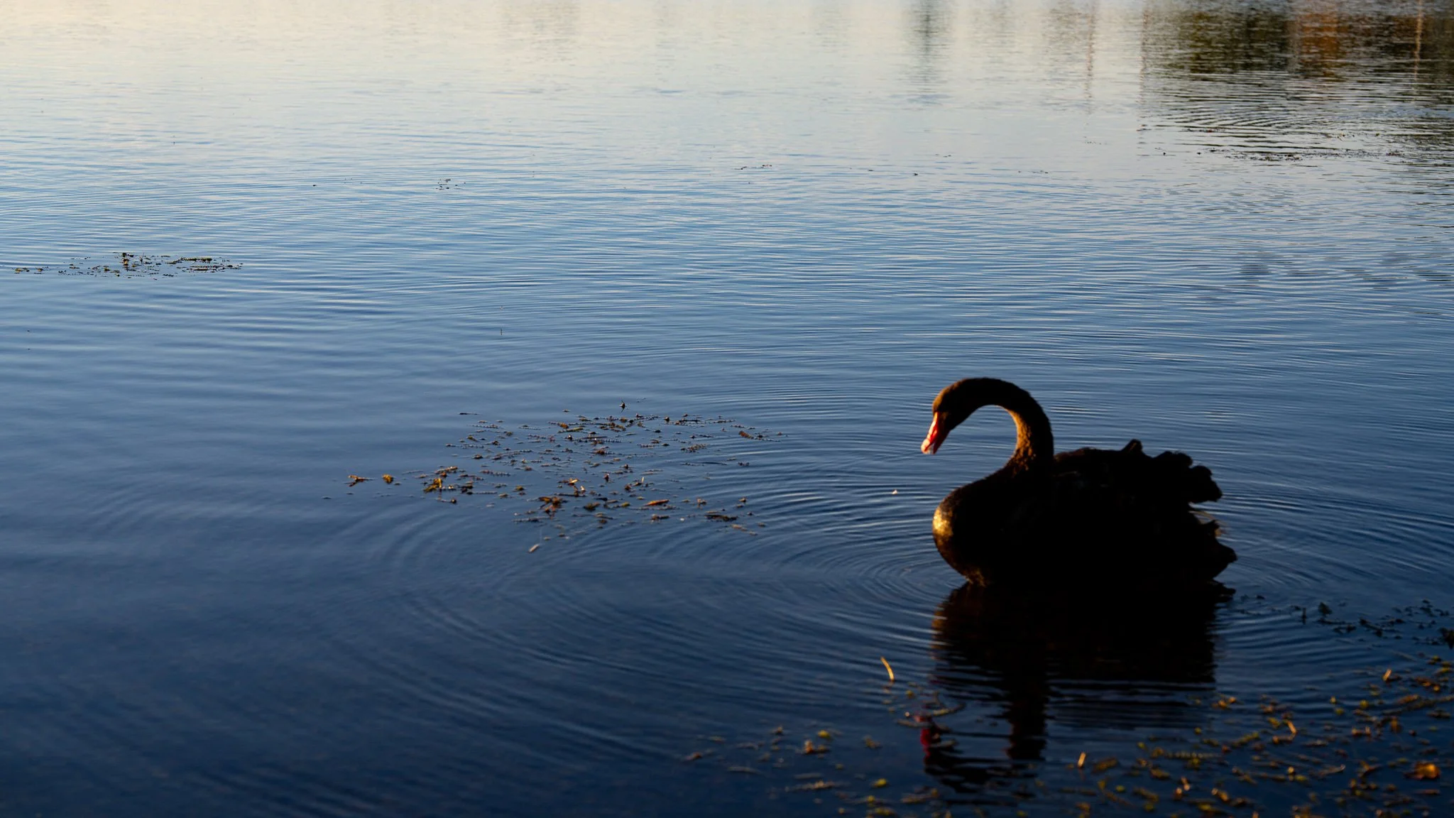 Lake Wendouree