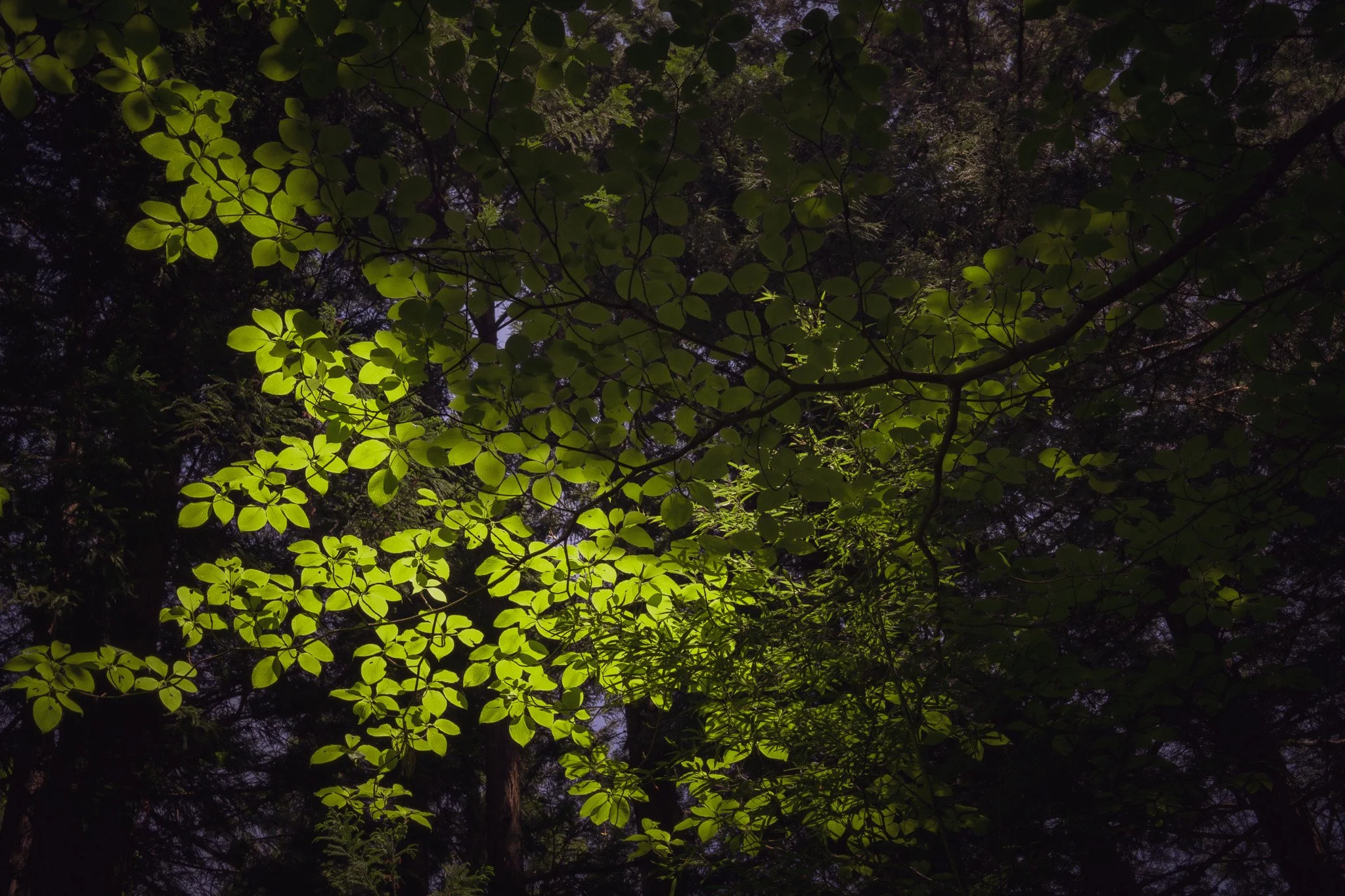 Leaves glowing lit by the sun on a spring day at Nakasando Trail