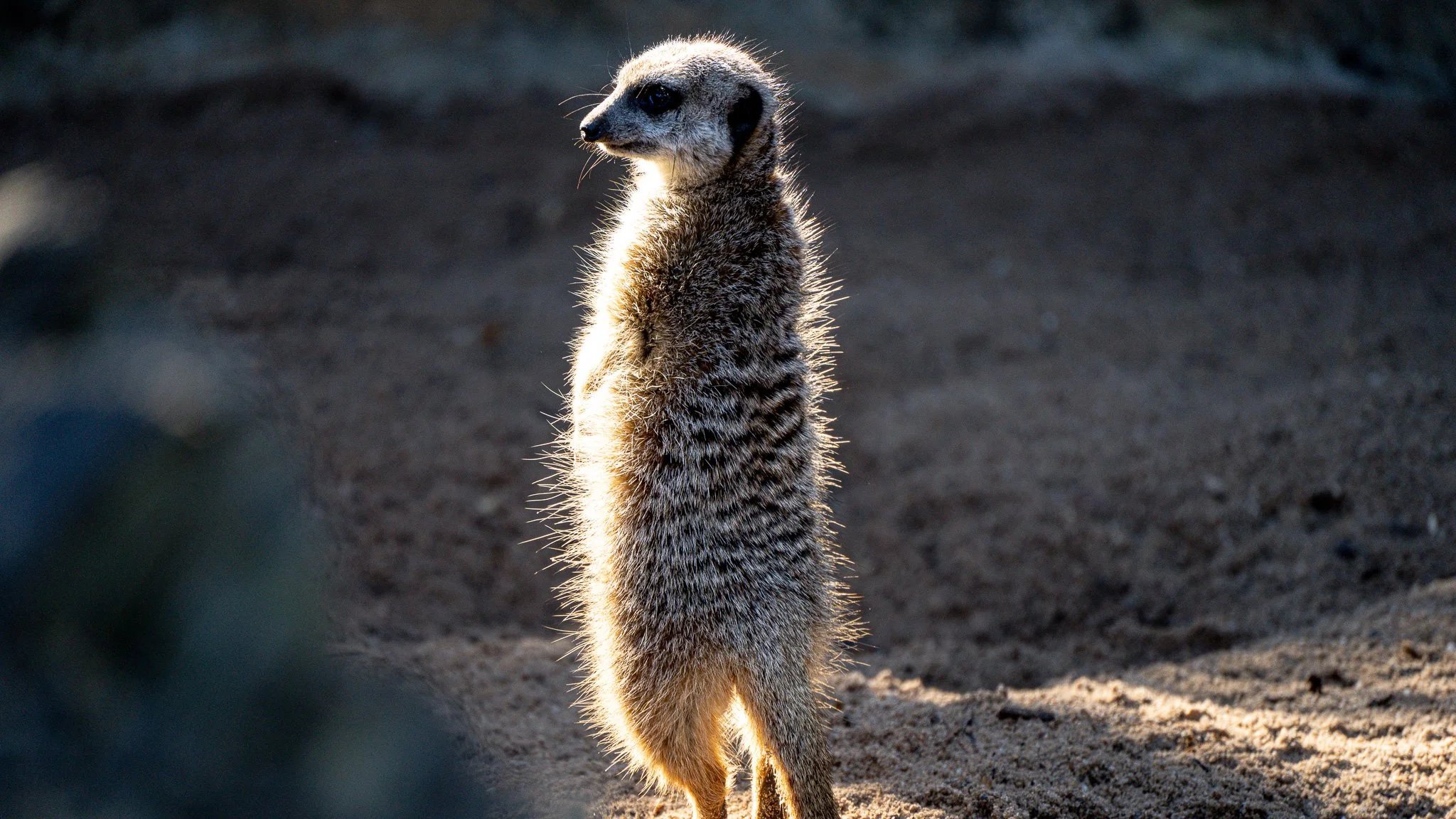 Meerkat - Melbourne Zoo