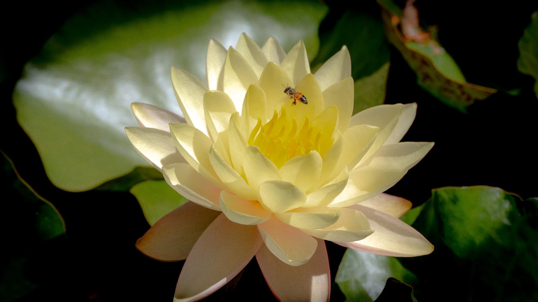 A bee hovering on white lotus flower