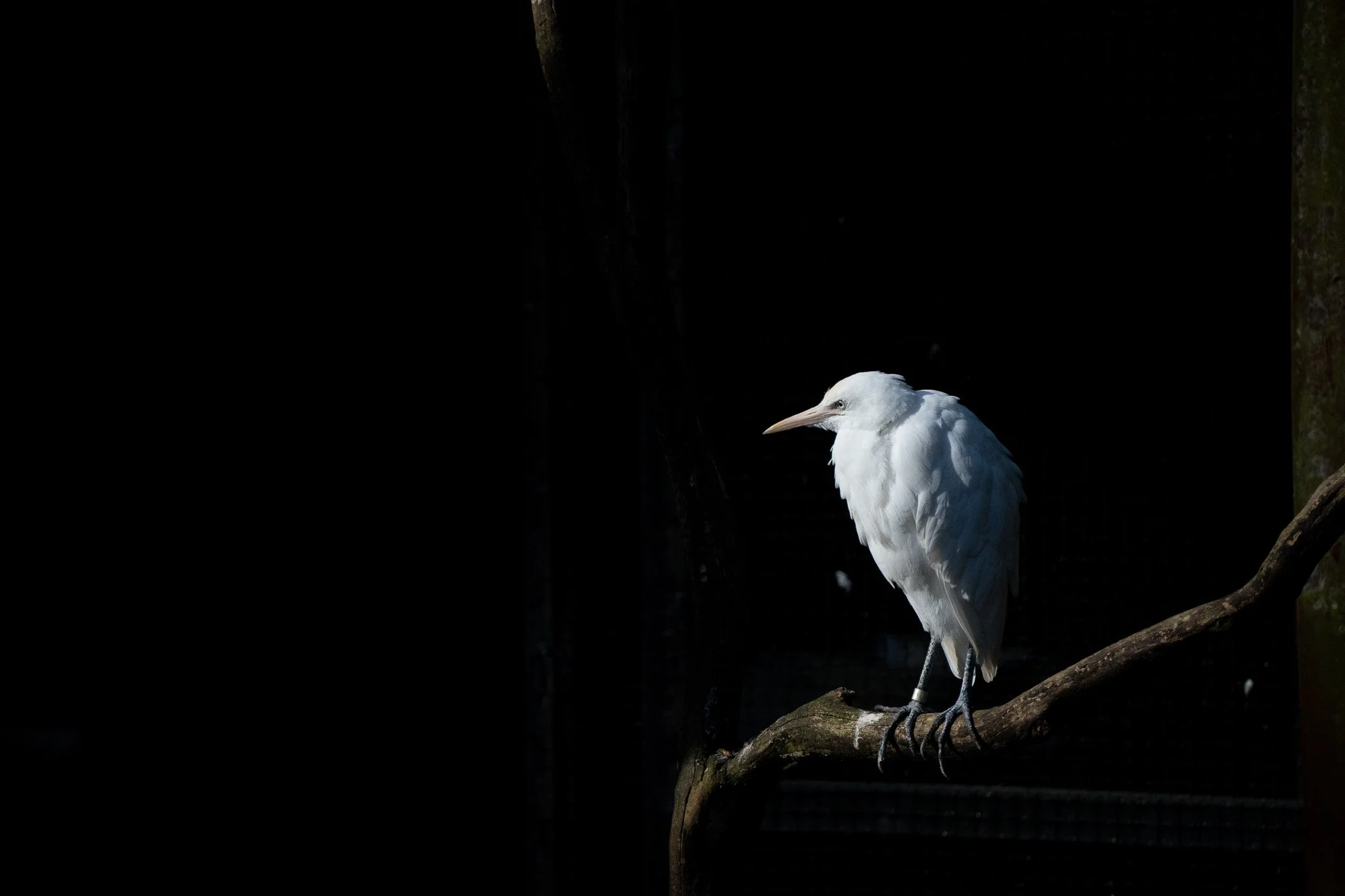 An egret perching on tree branch enjoys the morning sun at Melbourne Zoo