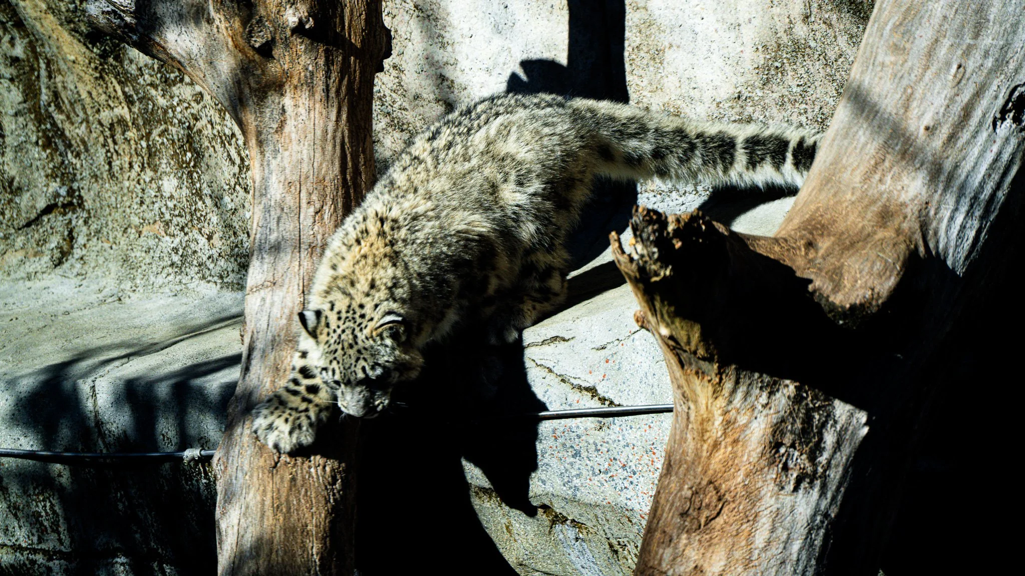Snow Leopard - Melbourne Zoo