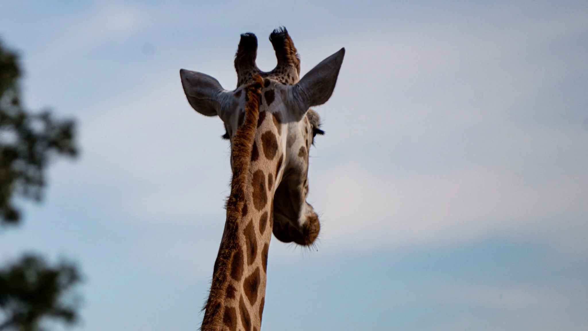 Giraffe - Melbourne Zoo