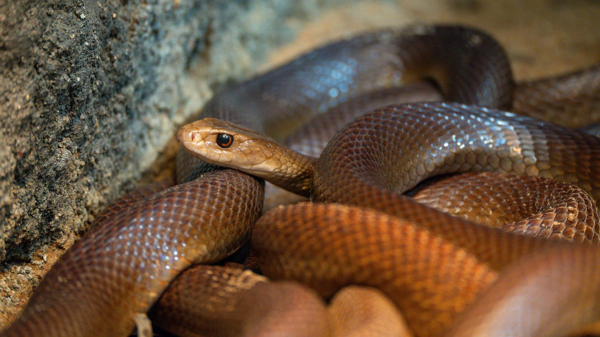 Snake - Melbourne Zoo