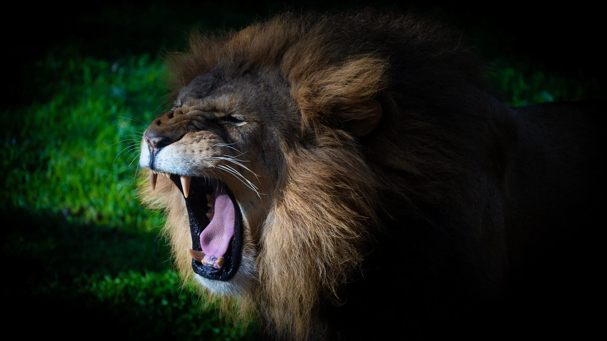 Lion - Melbourne Zoo